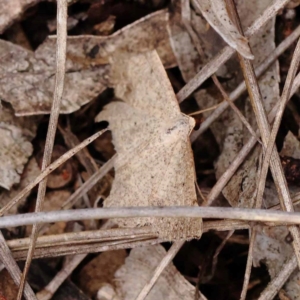 Taxeotis (genus) at Dryandra St Woodland - 10 Dec 2023