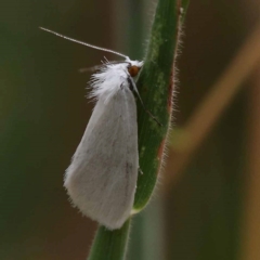 Tipanaea patulella (A Crambid moth) at O'Connor, ACT - 10 Dec 2023 by ConBoekel