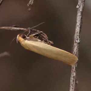 Telocharacta (genus) at Dryandra St Woodland - 10 Dec 2023