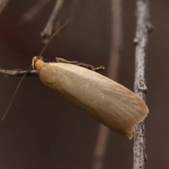 Telocharacta (genus) at Dryandra St Woodland - 10 Dec 2023 10:08 AM