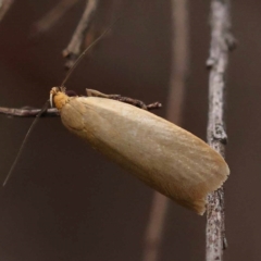 Telocharacta (genus) at Dryandra St Woodland - 10 Dec 2023