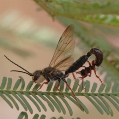Thynninae (subfamily) (Smooth flower wasp) at O'Connor, ACT - 9 Dec 2023 by ConBoekel