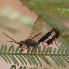 Thynninae (subfamily) (Smooth flower wasp) at Dryandra St Woodland - 10 Dec 2023 by ConBoekel