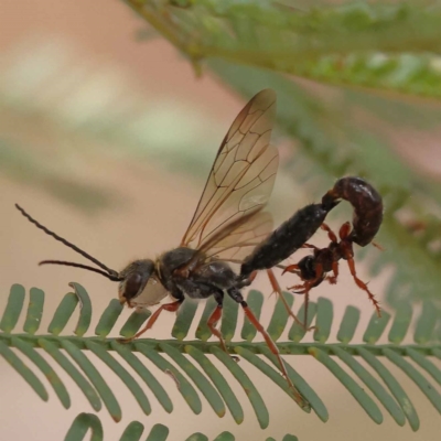 Thynninae (subfamily) (Smooth flower wasp) at O'Connor, ACT - 9 Dec 2023 by ConBoekel