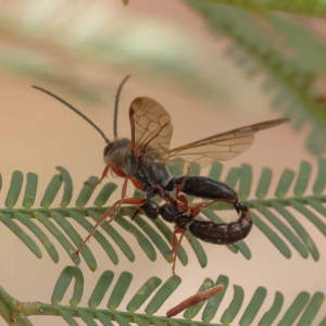 Thynninae (subfamily) at Dryandra St Woodland - 10 Dec 2023