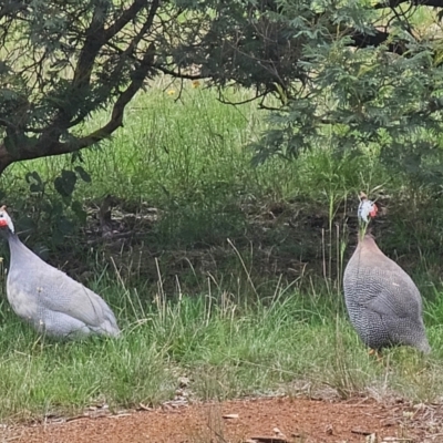 Numida meleagris (Helmeted Guineafowl) at Queanbeyan Nature Reserve - 10 Dec 2023 by Jiggy
