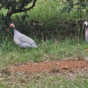 Numida meleagris at Queanbeyan West, NSW - 11 Dec 2023 10:26 AM