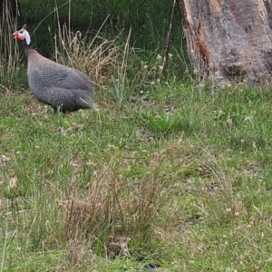 Numida meleagris at Queanbeyan West, NSW - 11 Dec 2023