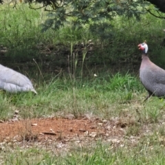 Numida meleagris at Queanbeyan West, NSW - 11 Dec 2023