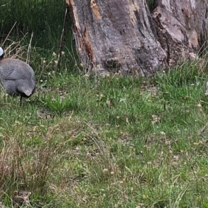 Numida meleagris at Queanbeyan West, NSW - 11 Dec 2023 10:26 AM