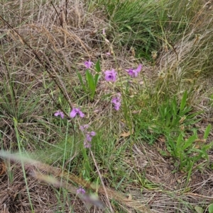 Arthropodium fimbriatum at Saint Marks Grassland - Barton ACT - 11 Dec 2023