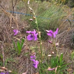 Arthropodium fimbriatum at Saint Marks Grassland - Barton ACT - 11 Dec 2023