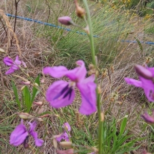 Arthropodium fimbriatum at Saint Marks Grassland - Barton ACT - 11 Dec 2023