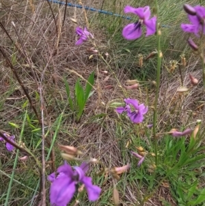 Arthropodium fimbriatum at Saint Marks Grassland - Barton ACT - 11 Dec 2023 12:25 PM