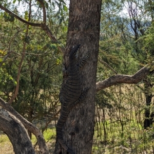 Varanus varius at Burrinjuck, NSW - suppressed