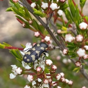 Castiarina octospilota at QPRC LGA - 10 Dec 2023