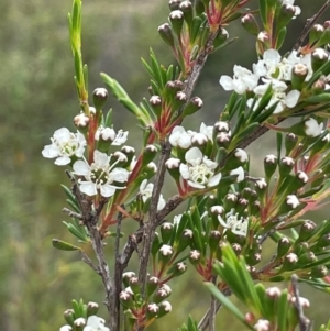 Kunzea ericoides at QPRC LGA - 10 Dec 2023 02:19 PM