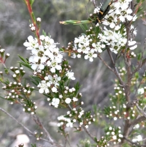 Kunzea ericoides at QPRC LGA - 10 Dec 2023 02:19 PM