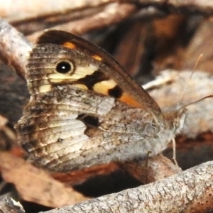 Geitoneura klugii at Gibraltar Pines - 11 Dec 2023 12:02 PM