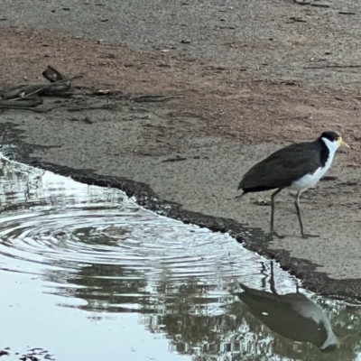 Vanellus miles (Masked Lapwing) at Haig Park - 11 Dec 2023 by JimL