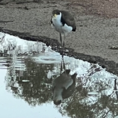 Vanellus miles at Sullivans Creek, Turner - 11 Dec 2023