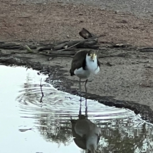 Vanellus miles at Sullivans Creek, Turner - 11 Dec 2023