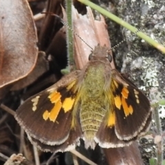 Trapezites phigalioides (Montane Ochre) at Cotter River, ACT - 11 Dec 2023 by JohnBundock