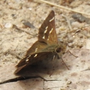 Pasma tasmanica at Namadgi National Park - 11 Dec 2023 01:54 PM