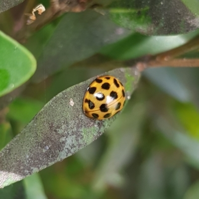 Harmonia conformis (Common Spotted Ladybird) at Gungahlin, ACT - 7 Dec 2023 by HappyWanderer