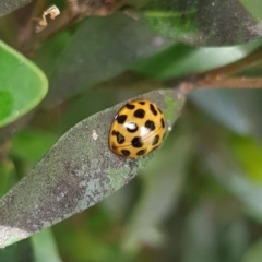 Harmonia conformis (Common Spotted Ladybird) at Gungahlin, ACT - 6 Dec 2023 by HappyWanderer