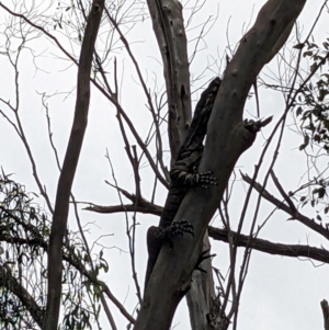 Varanus varius at Burrinjuck, NSW - 10 Dec 2023