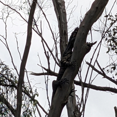 Varanus varius (Lace Monitor) at Burrinjuck, NSW - 10 Dec 2023 by Bidge