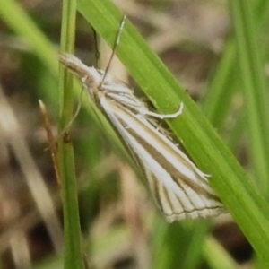 Hednota species near grammellus at Namadgi National Park - 11 Dec 2023