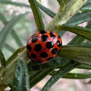 Harmonia conformis at Mount Ainslie - 10 Dec 2023