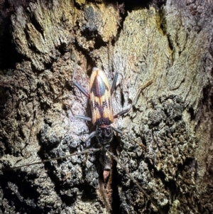 Phoracantha tricuspis at Mount Ainslie - 9 Dec 2023 09:07 PM