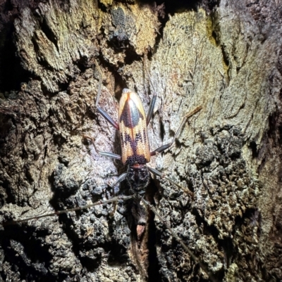 Phoracantha tricuspis (Longhorn Beetle) at Ainslie, ACT - 9 Dec 2023 by Pirom