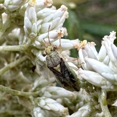 Germalus victoriae (A seed bug) at Majura, ACT - 10 Dec 2023 by Pirom