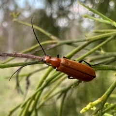 Zonitis sp. (genus) (Oil beetle) at Ainslie, ACT - 10 Dec 2023 by Pirom