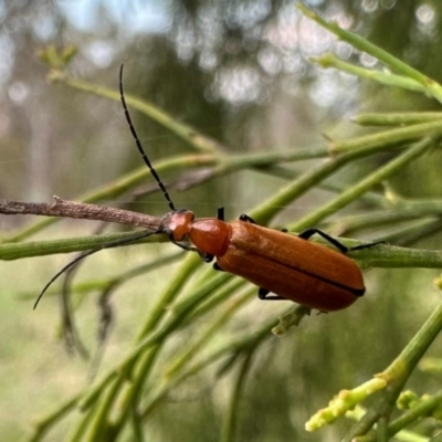 Zonitis sp. (genus) (Oil beetle) at Ainslie, ACT - 10 Dec 2023 by Pirom