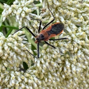 Gminatus australis at Mount Ainslie - 10 Dec 2023 05:51 PM