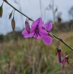 Arthropodium fimbriatum (Nodding Chocolate Lily) at Theodore, ACT - 10 Dec 2023 by VeraKurz