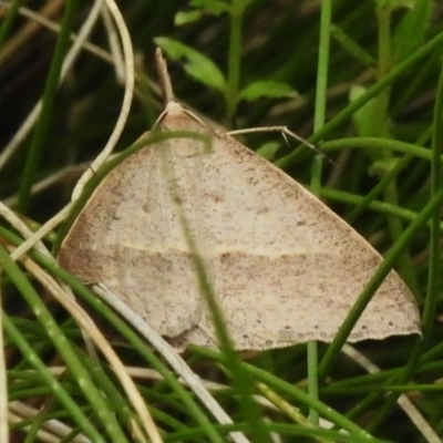 Epidesmia hypenaria (Long-nosed Epidesmia) at Paddys River, ACT - 11 Dec 2023 by JohnBundock