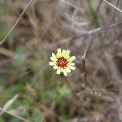 Tolpis barbata (Yellow Hawkweed) at Lawson, ACT - 6 Dec 2023 by maura