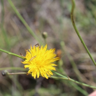 Conocephalus semivittatus (Meadow katydid) at Lawson Grasslands (LWG) - 7 Dec 2023 by maura