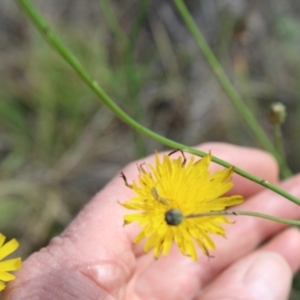 Conocephalus semivittatus at Lawson Grasslands (LWG) - 7 Dec 2023