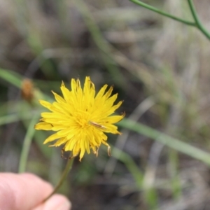 Conocephalus semivittatus at Lawson Grasslands (LWG) - 7 Dec 2023