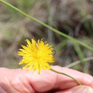 Conocephalus semivittatus at Lawson Grasslands (LWG) - 7 Dec 2023