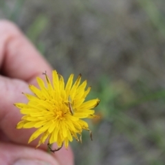 Conocephalus semivittatus at Lawson Grasslands (LWG) - 7 Dec 2023