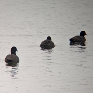 Fulica atra at Ballarat Central, VIC - 10 Dec 2023 08:53 AM