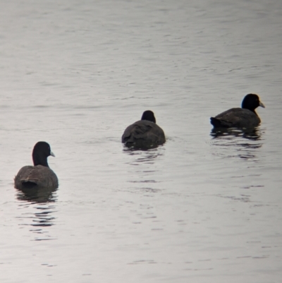 Fulica atra (Eurasian Coot) at Ballarat Central, VIC - 10 Dec 2023 by Darcy